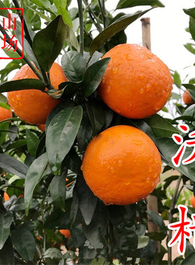 【沃柑树苗】晚熟澳桔武鸣新品种无核茂谷柑橘桔子树苗多年