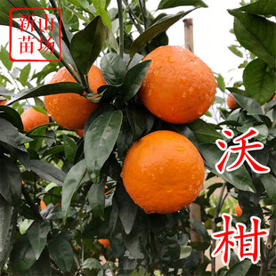 【沃柑树苗】晚熟澳桔武鸣新品种无核茂谷柑橘桔子树苗多年