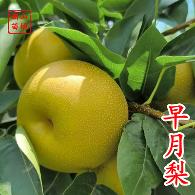 【早月梨苗】早月梨苗早熟秋月梨7月新品种嫁接梨树苗新山苗场