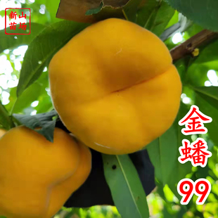 【金蟠99桃苗】中蟠7号新品种早熟黄金蟠100桃苗黄肉毛蟠桃子树苗