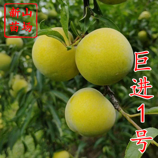 【晚熟蜂糖李苗】巨进1号青脆李蜂蜜李巫山脆巴山脆嫁接李子树苗