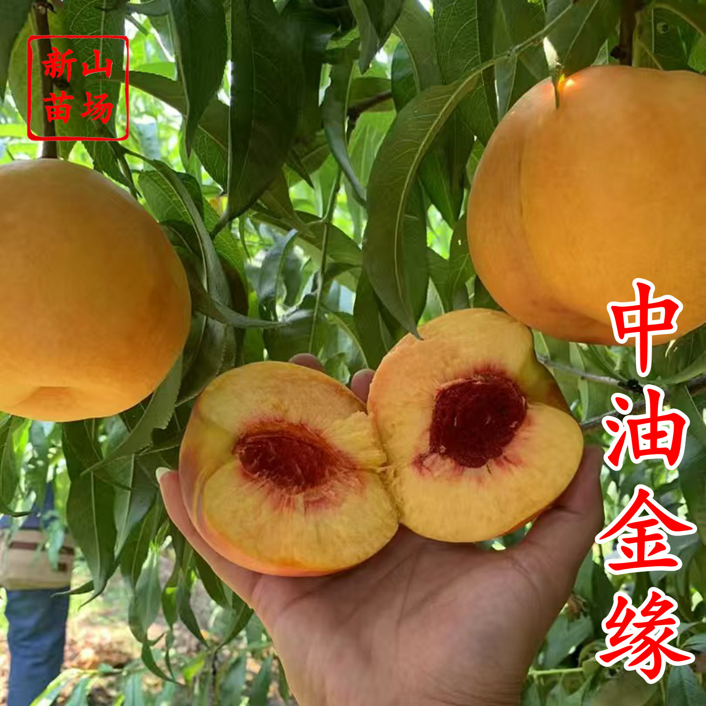 【中油金缘油桃苗】大果离核黄肉油桃苗7月正宗嫁接新品种桃树苗