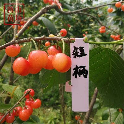 【短柄樱桃苗】早熟4月葛家坞南早红自花南方可种1 2 3年樱桃树苗