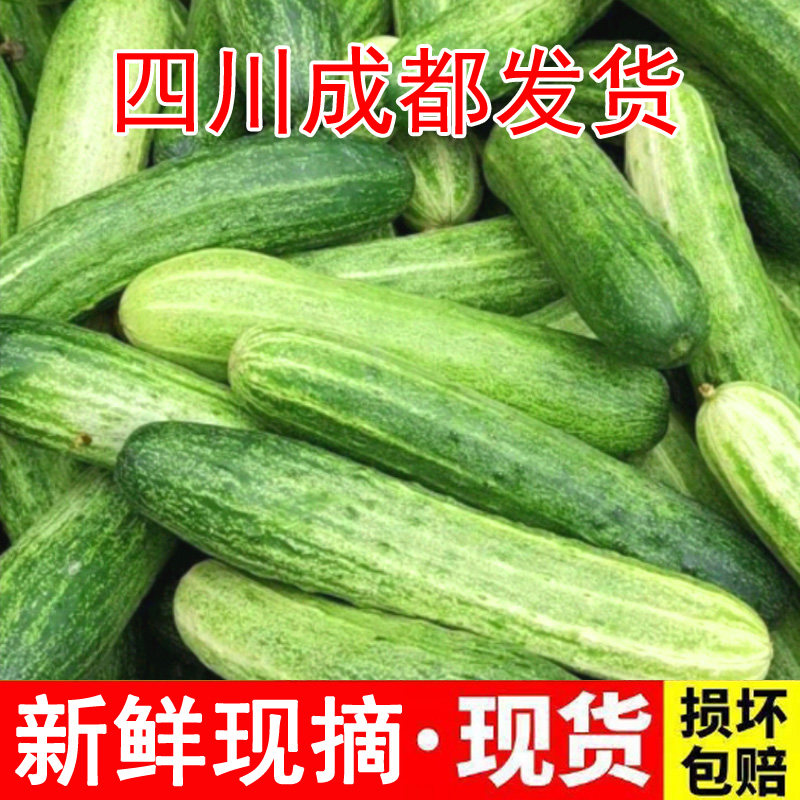 四川燕白水果黄瓜新鲜现摘老式黄瓜蔬菜小黄瓜带刺整箱发包邮