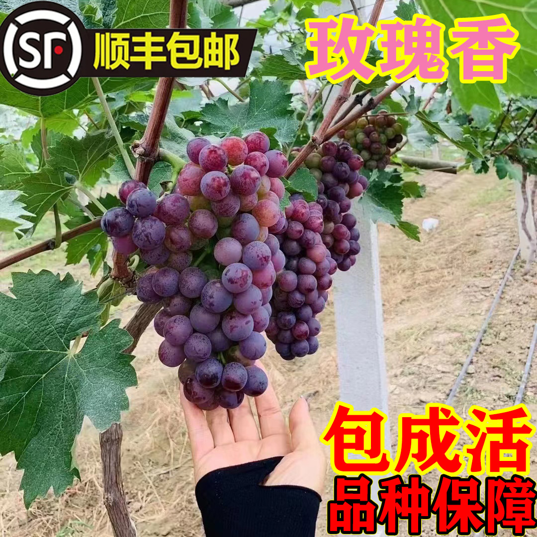 无核玫瑰香葡萄苗玫瑰香葡萄树苗南北方种植盆栽地栽爬藤葡萄树苖