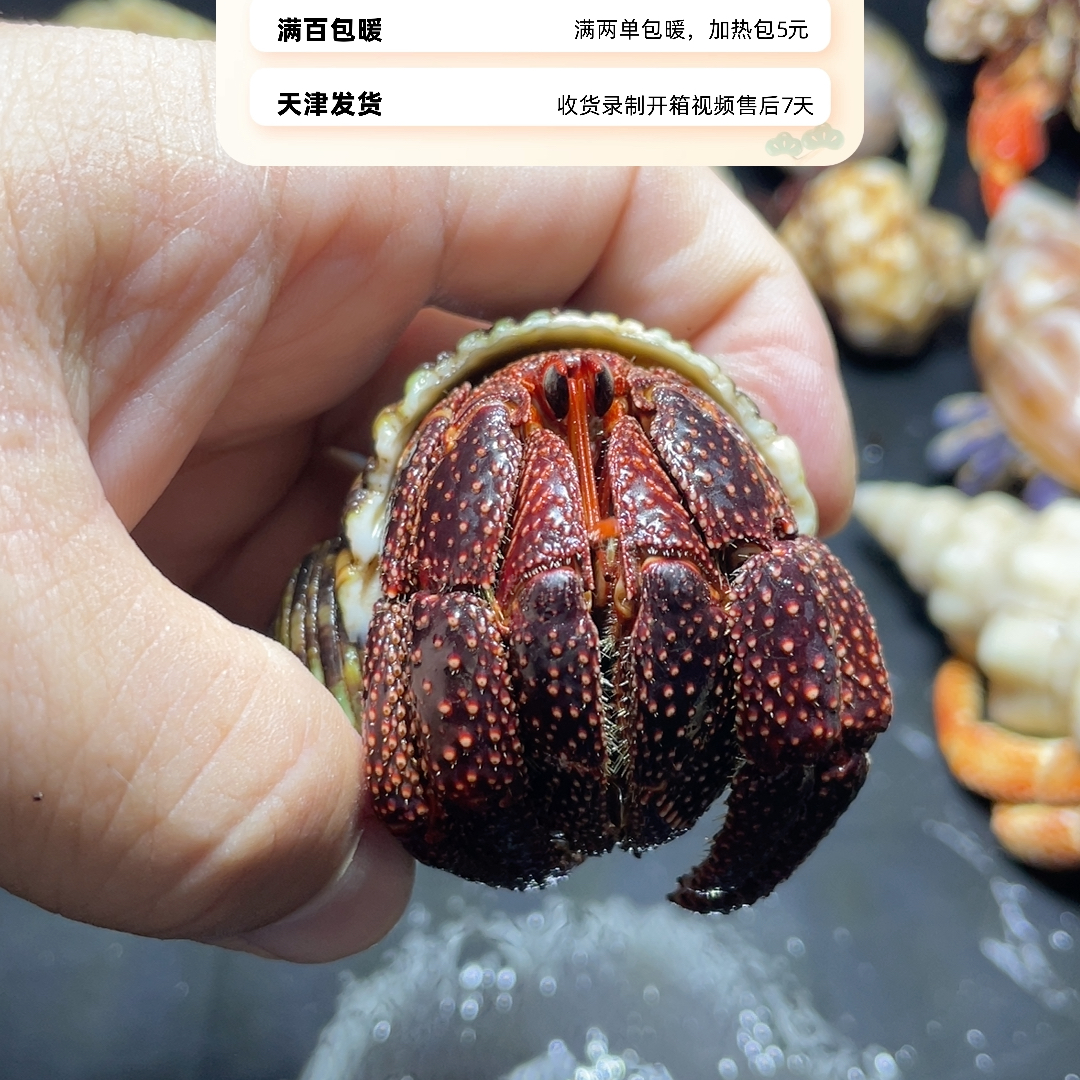 黑莓3.5
