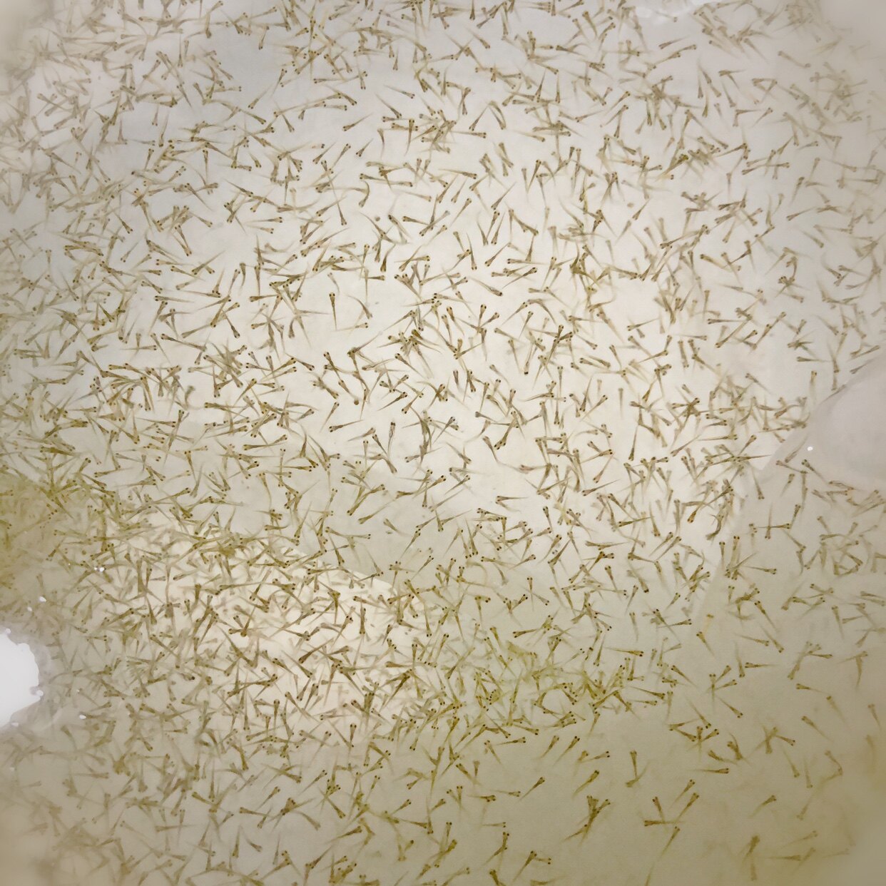 麦鲮土鲮鱼武昌鱼麦穗赤眼鳟水花鱼