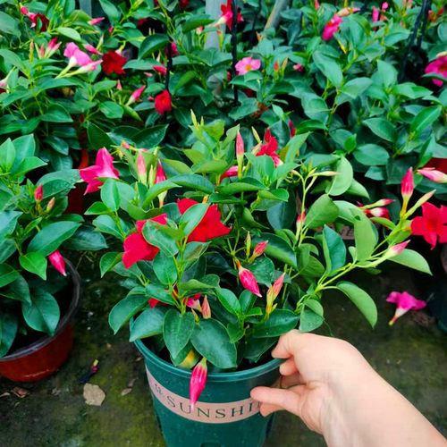 飘香藤客厅花卉植物美观四季