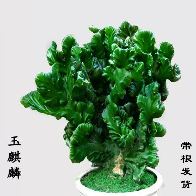 彩麒麟玉麒麟金麒麟多肉植物花卉办公桌阳台容易成活仙人掌盆栽 鲜花速递/花卉仿真/绿植园艺 多肉植物 原图主图