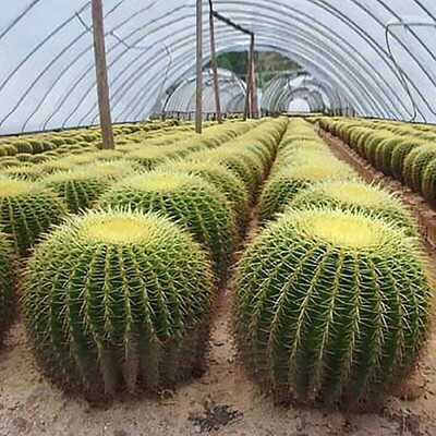 金琥金虎仙人球盆栽桌面