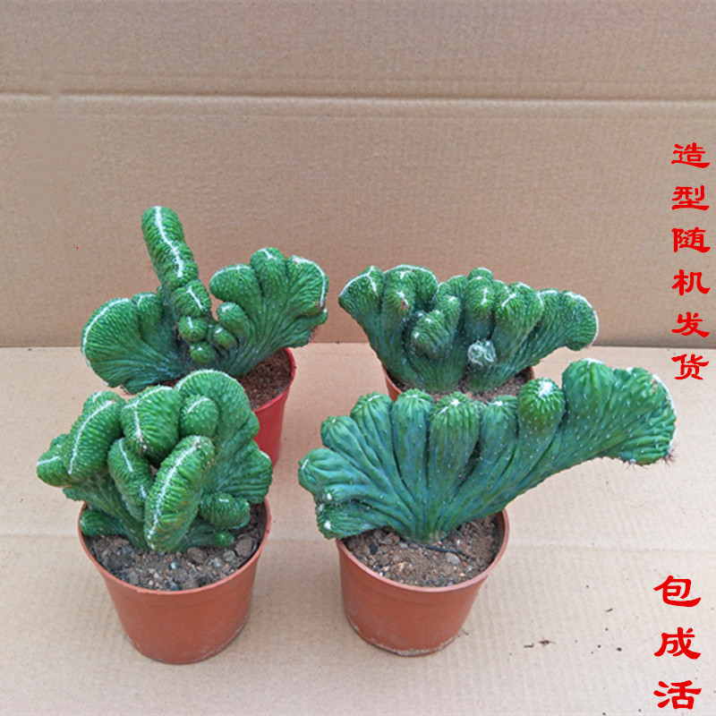 彩麒麟五指山植物多肉玉麒麟包邮