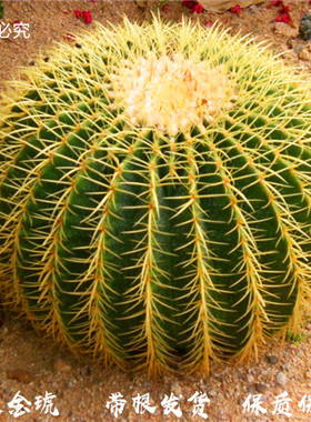 大号金琥金虎仙人球盆栽室内多肉植物仙人掌类室内防辐射桌面金琥