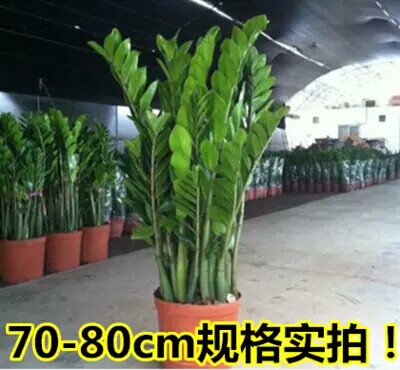 大小型室内盆栽花卉绿植发财树金钱树盆栽绿植花卉