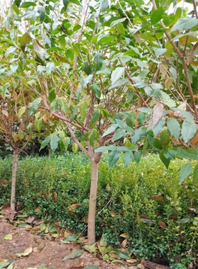 原生腊梅树苗庭院绿化绿植盆栽冬季开花浓香型原生带龟腊梅花树苗