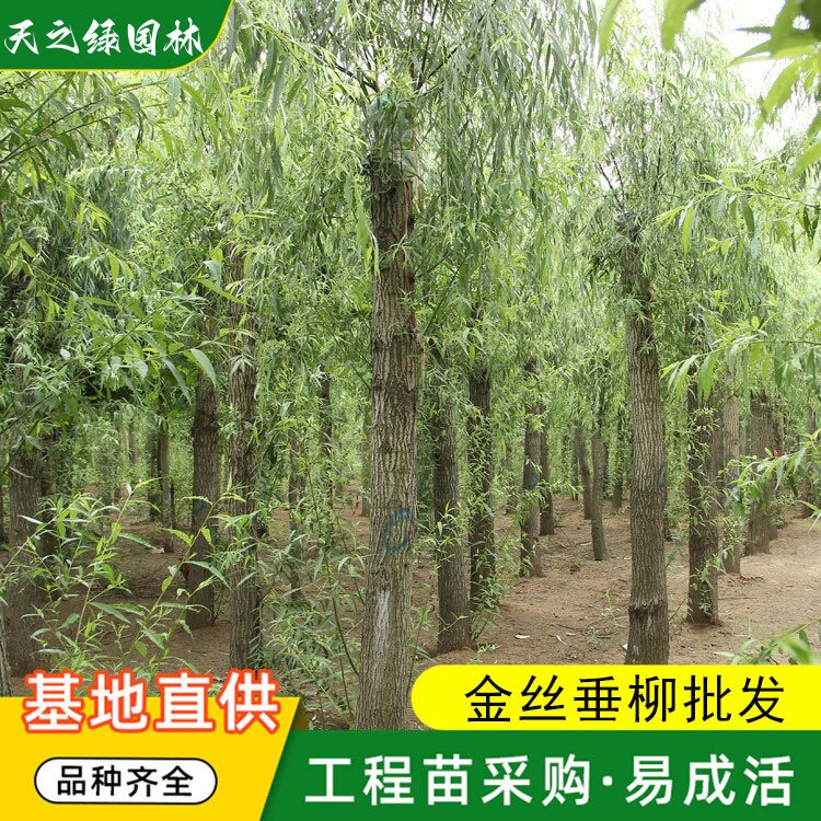 垂柳 金丝垂柳批发 庭院工程绿化苗木园林行道树风景树落叶乔木