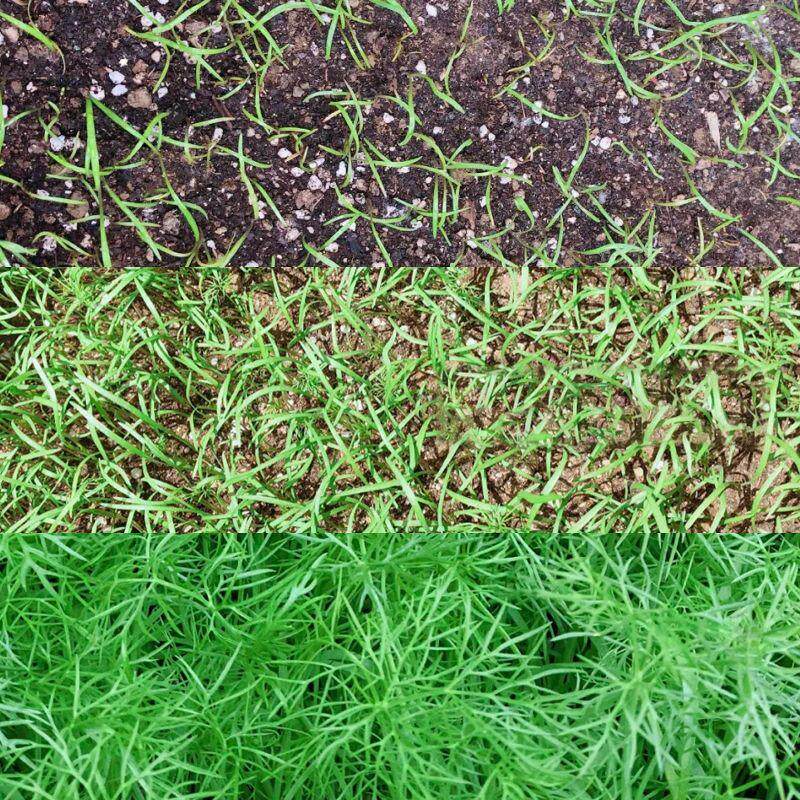 茴香种子多次采收割茬小叶茴香种籽四季播种谷香佐料香葱蔬菜种子