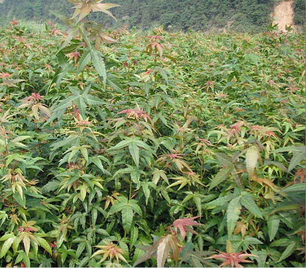 青枫树苗枫树小苗鸡爪槭青枫苗红枫嫁接砧木绿化苗木庭院植物耐寒