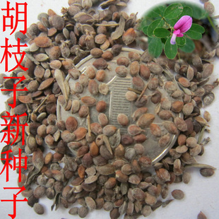 胡枝子种子林木随军茶护坡灌木绿植绿化花卉园艺绿肥饲料蜜源草籽
