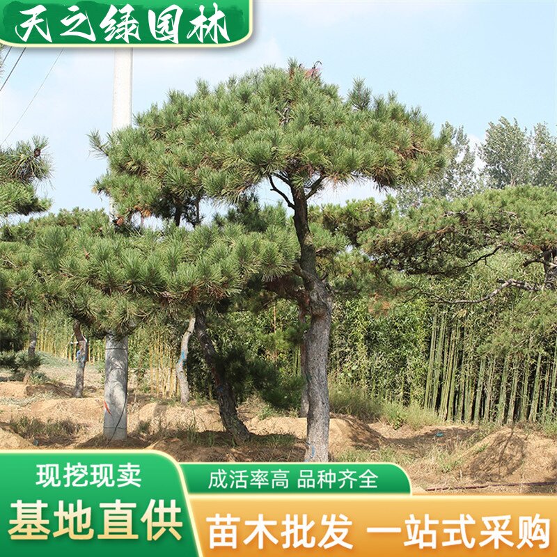 别墅园林工程树造型庭院风景树