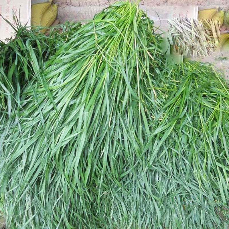 耐寒耐旱冬牧黑麦草牧草四季养殖