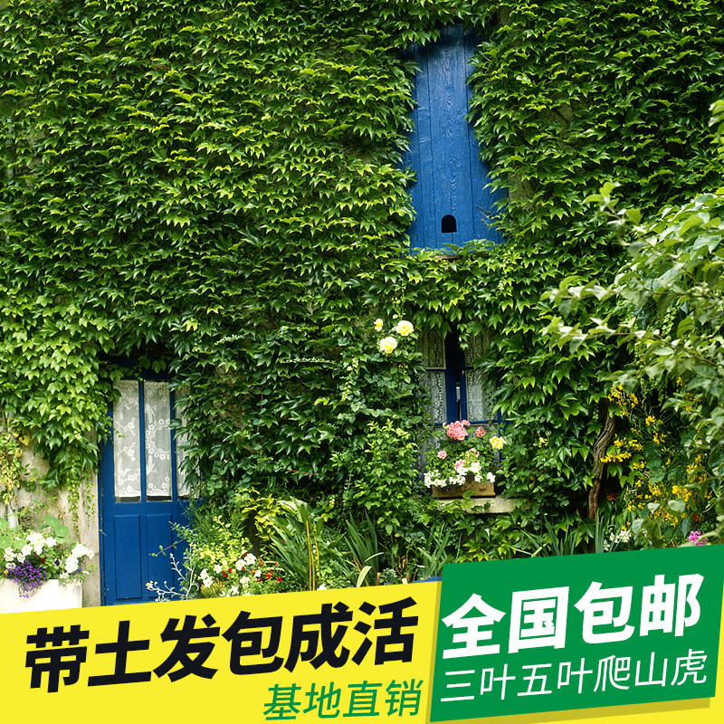 工程苗爬山虎五叶攀援爬藤植物
