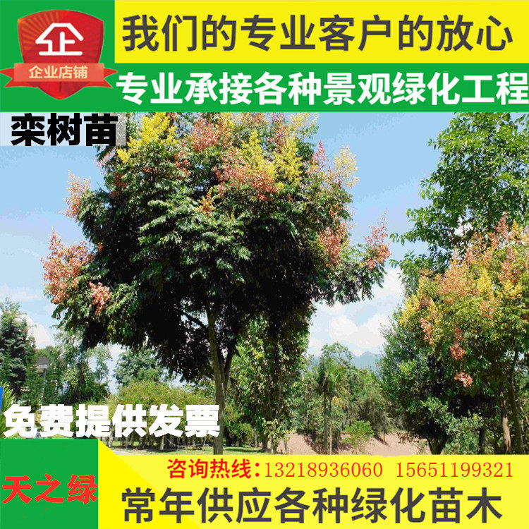 市政园林工程绿化乔木行道风景树