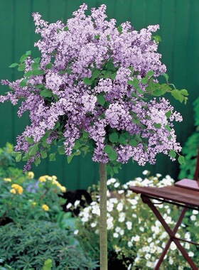 丁香花树苗盆栽室外庭院阳台耐寒花卉绿色植物紫丁香四季开花盆景