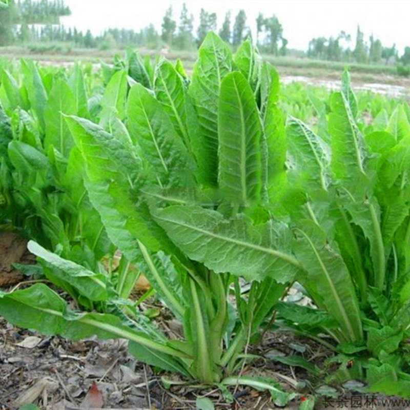 牧草种子大叶菊苣种籽喂猪兔子吃的饲料草多年生耐旱四季畜牧草籽