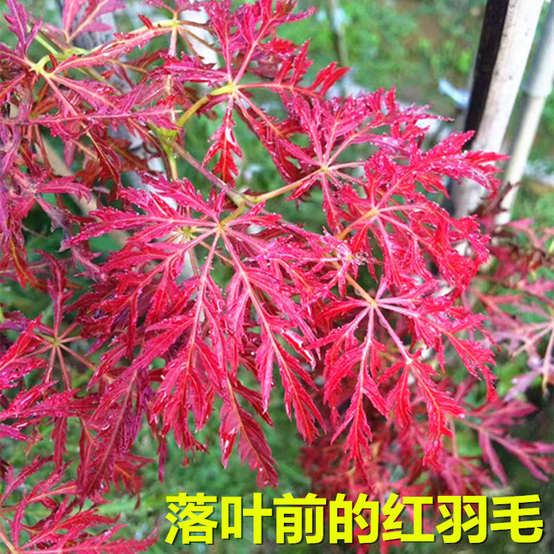 景区造景园林工程绿化彩叶风景树图片