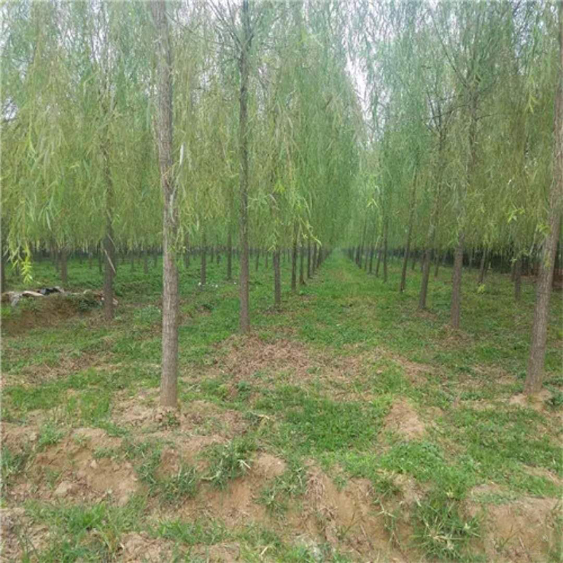 柳树苗庭院道路绿化苗木青皮垂柳黄金柳金丝柳速生乔木竹柳小树苗