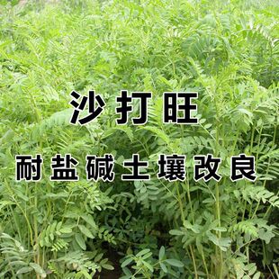 沙打旺种子多年生牧草种子红豆草防沙固土护坡草耐寒耐旱盐碱草籽