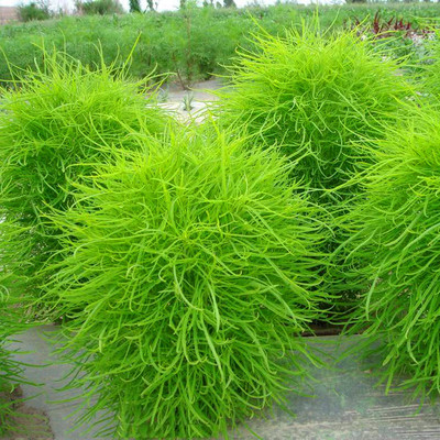 绿化庭院园林观赏地被植物种