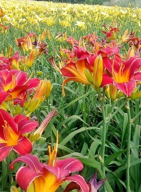 大花萱草种子金娃娃萱草籽种籽黄花萱草种盆栽花籽宿根大苗花种子