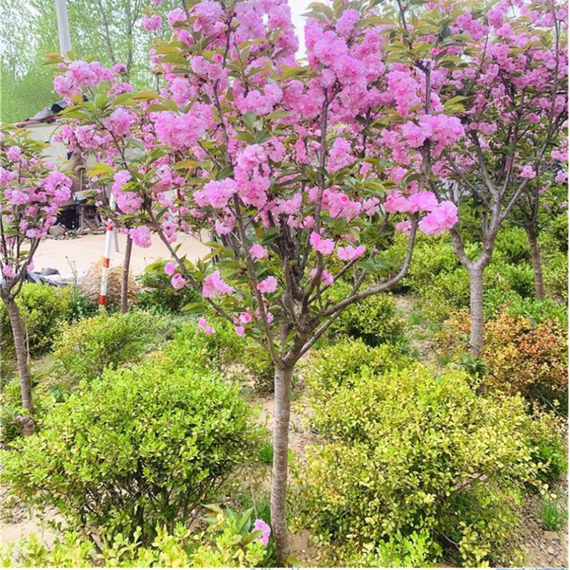 绿化苗木樱花树苗日本嫁接早晚樱染井吉野庭院花木绿植植物工程苗