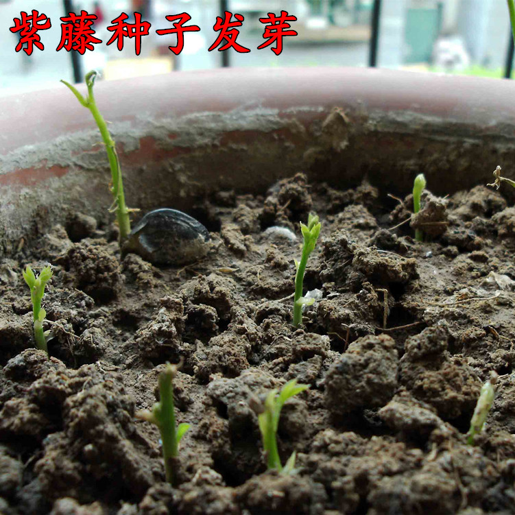 园艺室外耐寒爬墙植物紫藤树种子