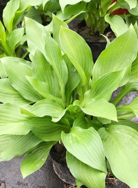 庭院植物玉簪花苗耐阴花卉花边玉簪苗绿植盆栽金边玉簪紫色玉簪苗