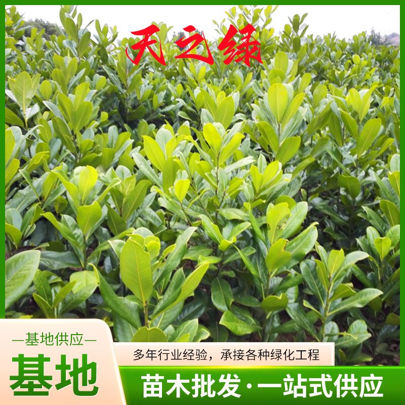 工程绿化苗木别墅公园庭荫行道树