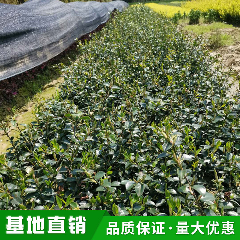 茶梅花苗大杯苗粉红茶梅四季常青盆栽耐寒茶花树苗庭院花园绿化带,鲜花速递/花卉仿真/绿植园艺,行道树/乔木,淘宝优惠券,粉丝福利购,淘宝优惠卷