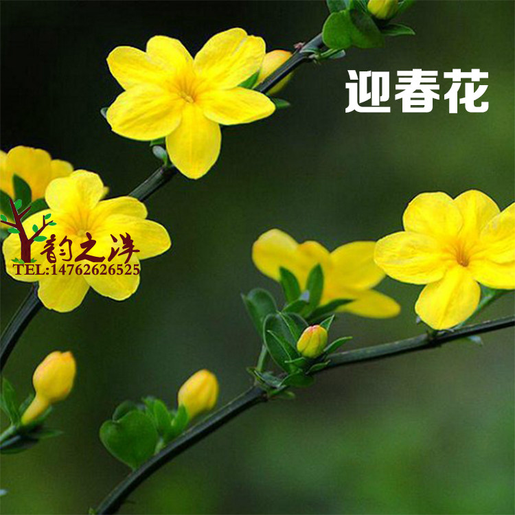 垂吊攀援盆栽花卉耐寒篱笆绿化苗