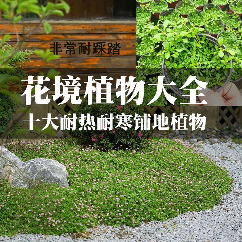 花园庭院花境铺地花草地被矮生植物过路黄姬岩垂草佛甲草耐寒耐热