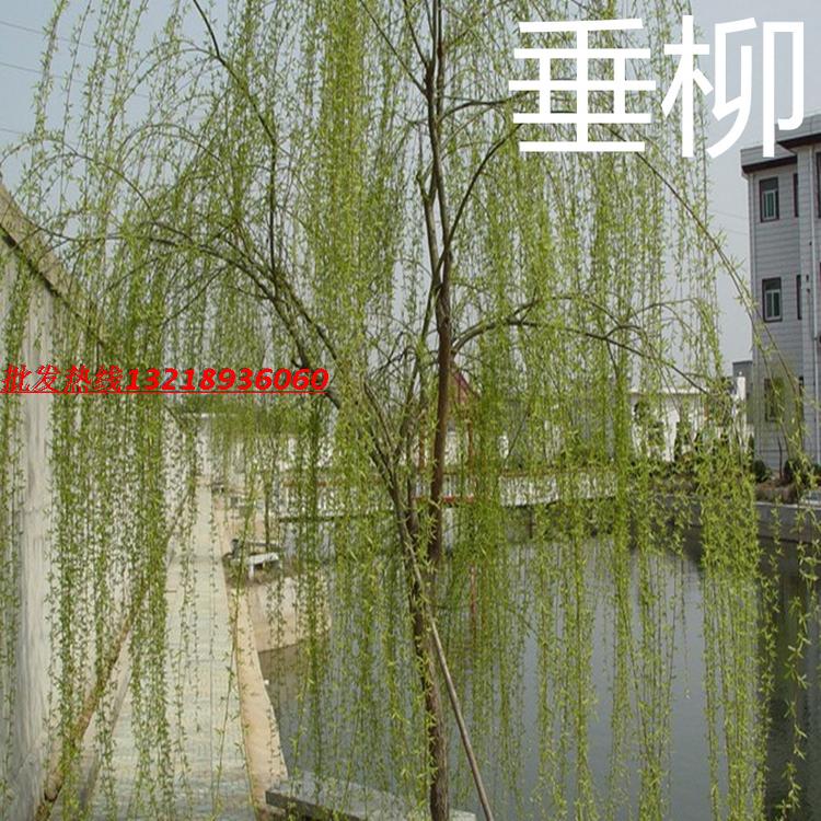 柳树苗绿化苗木庭院植物垂柳树苗小苗青皮绿植小苗黄皮金丝多年生