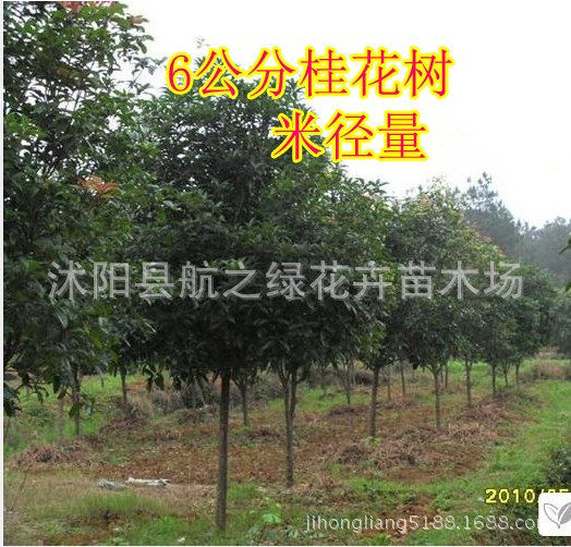 四季盆栽植物室外阳台桂花树日香桂沉香桂丹桂金桂实生桂花树苗