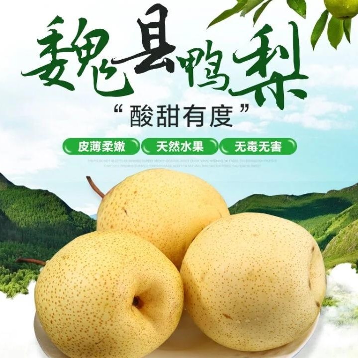 正宗魏县鸭梨 新鲜脆甜多汁河北产地直发当季生鲜梨子包邮  2Kg装