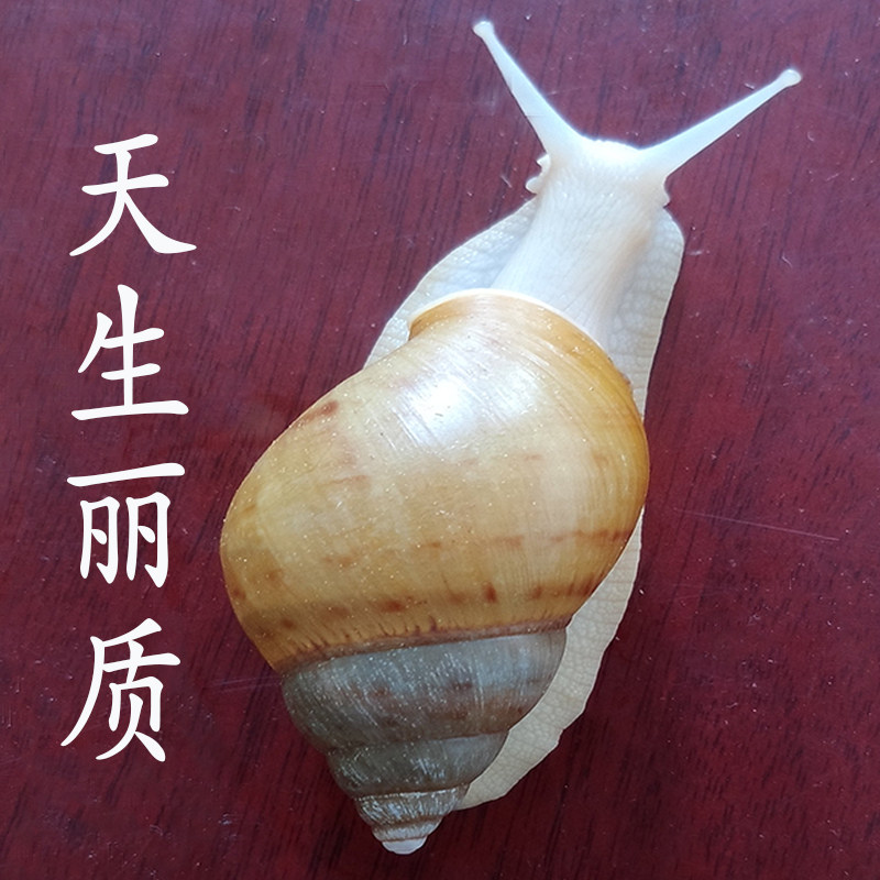活体宠物白玉蜗牛学生观赏大小蜗牛卵饲料养殖土椰土宿舍科学实验