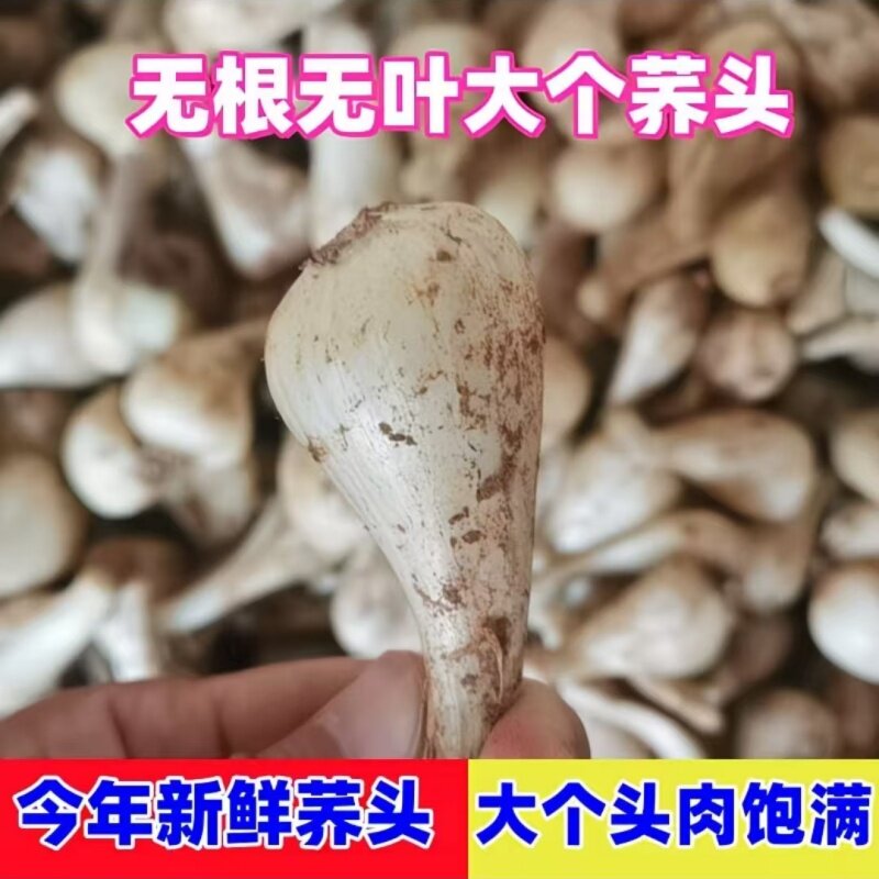 荞头四川藠头新鲜现挖茭头大叫头