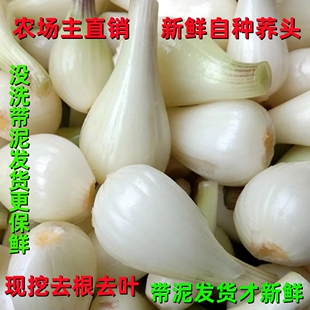 现挖藠头去叶荞头时令蔬菜新鲜脆嫩大茭头葱头酸甜大个饱满鲜乔头