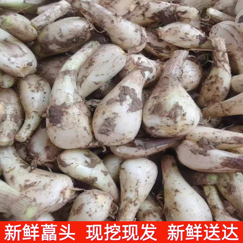 荞头现挖新鲜大藠头个大饱满鲜嫩