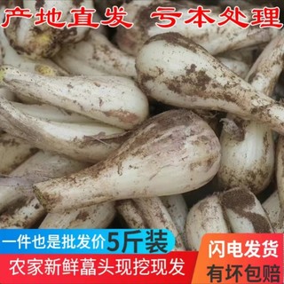 新鲜荞头脆嫩藠头蔬菜教头现挖农家自种茭头四川应季带泥叫头葱头