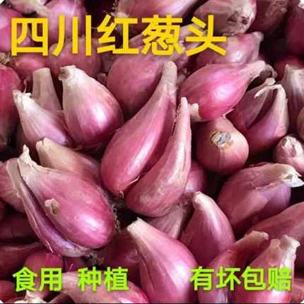 四川红葱头干葱老葱头黄葱头火葱四季小香葱分葱白葱毛葱熬油盆栽