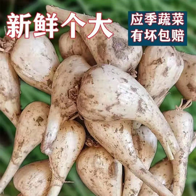 新鲜荞头现挖嫩葱头蔬菜教头藠头